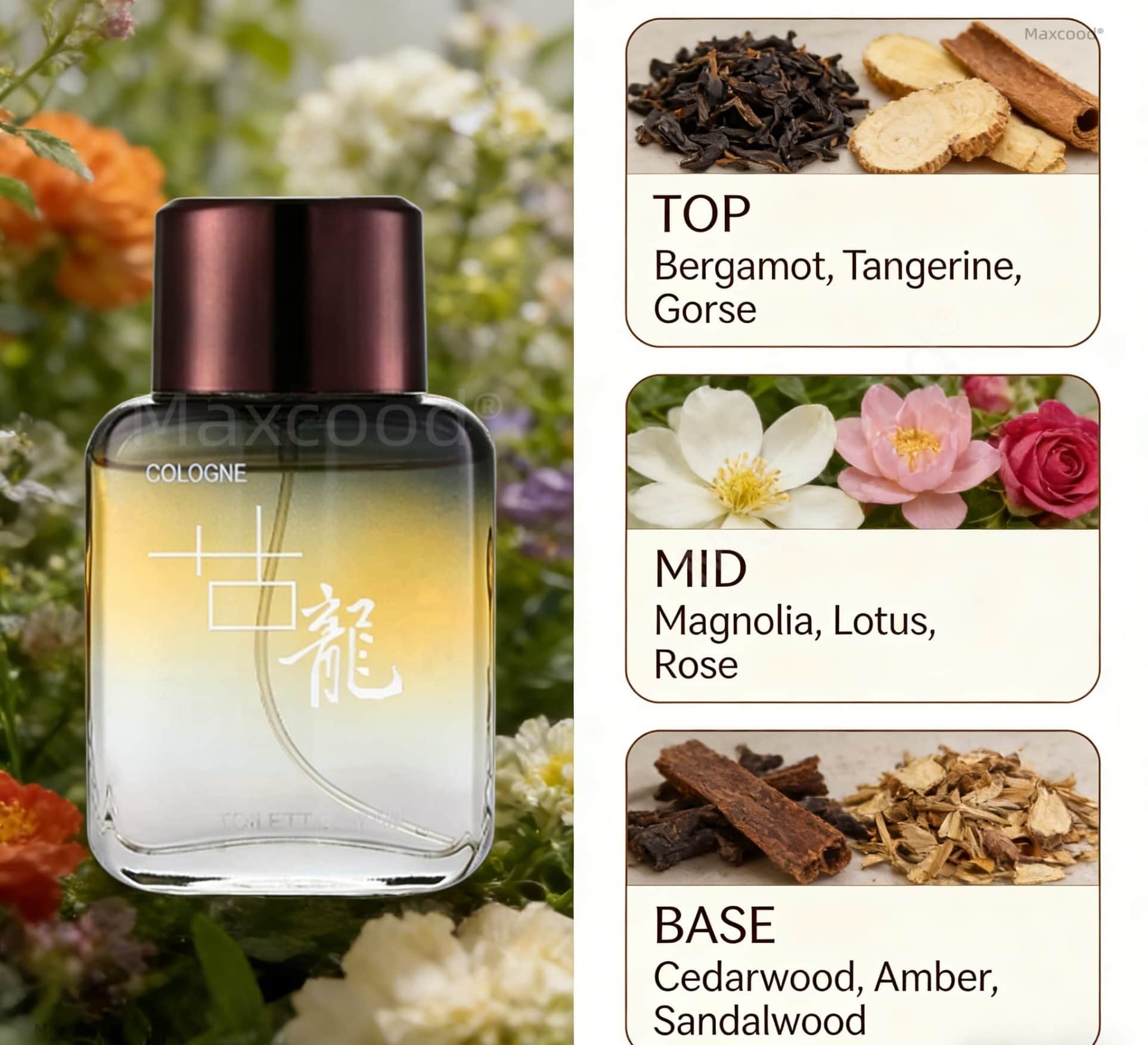 Maxcood A Citrus Men Cologne P - مراجعة Perfume In Fragrance وسعره